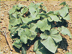 A Mini-Cucumber Garden Image